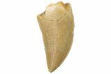 Serrated, Raptor Tooth - Real Dinosaur Tooth #189195-1